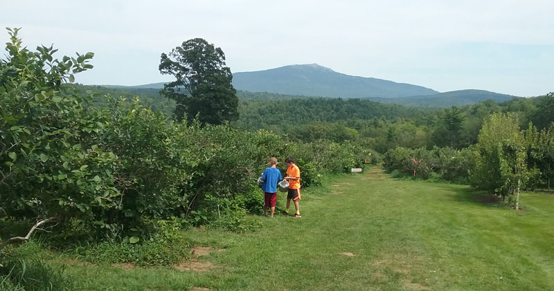 Two young boys picking blueberries with Mt. Monadnock in the background