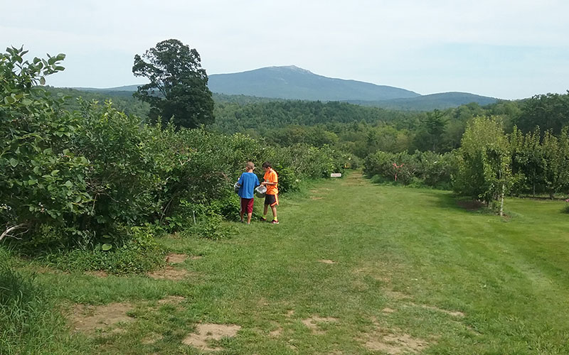 Boys picking blueberries with Mt. Monadnock in the background