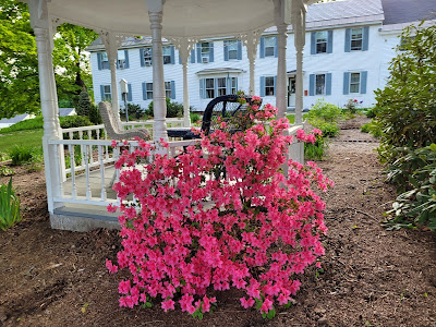 Azaleas, gazebo, and view of the inn